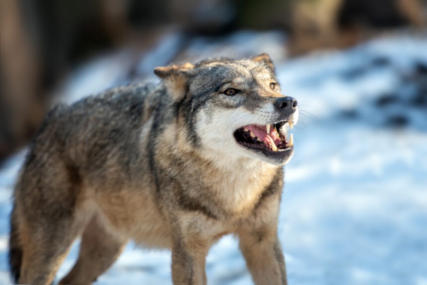 Gray Wolves