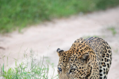 leopard