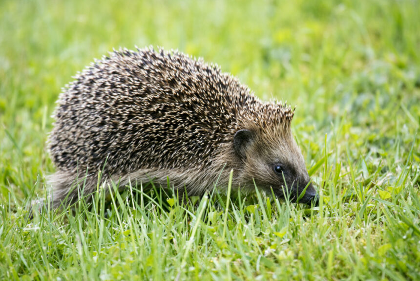 Hedgehog