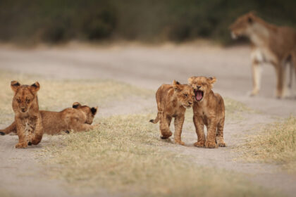 animals playing