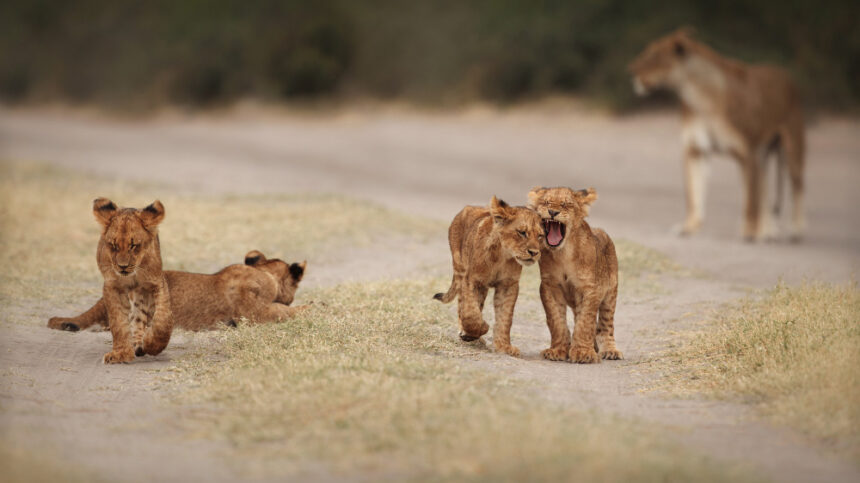 animals playing