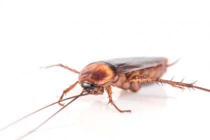 cockroach