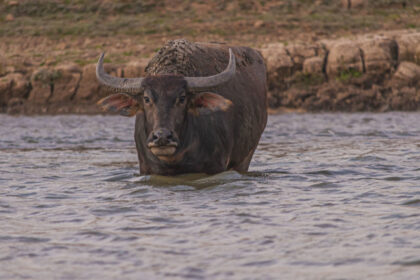 Bison and Buffalo?