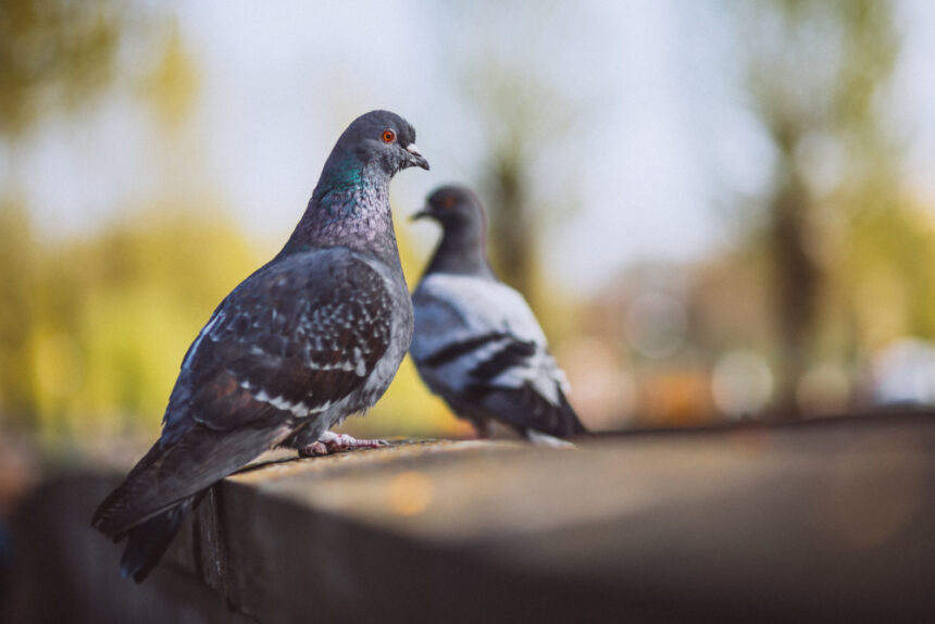 Pigeons