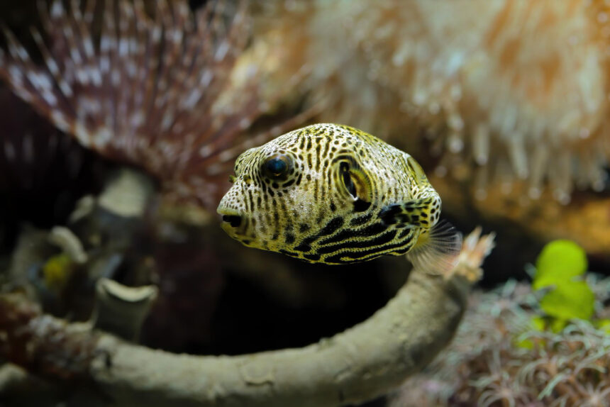 frogfish.