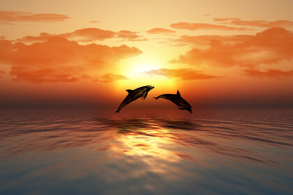 dolphins