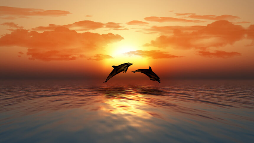 dolphins