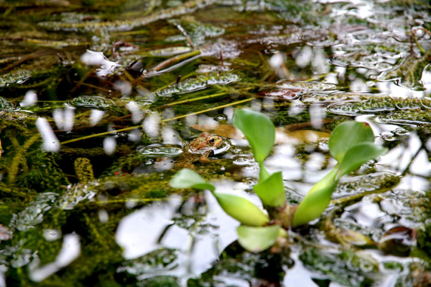 ponds